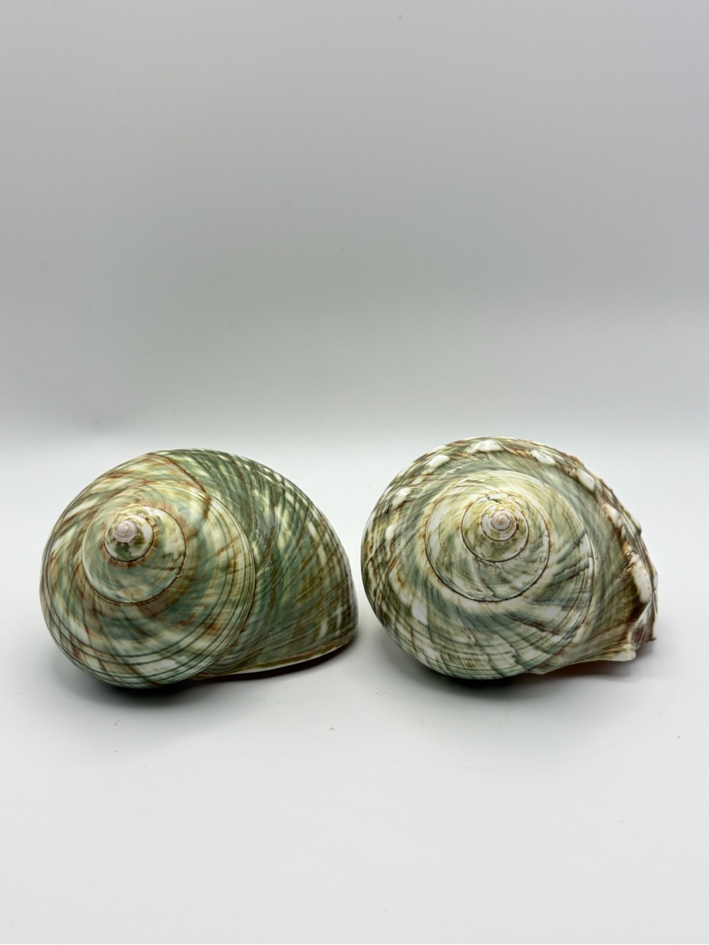 Z Gallerie Polished Green Turbo Turban Shells 4” Beach Coastal Chic Decor 2pc